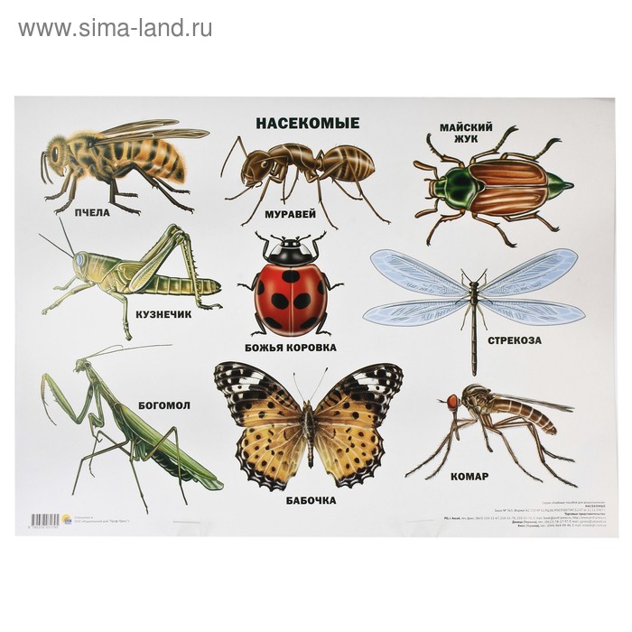 Плакат. Формат А2. Насекомые - Фото 1