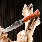 Нож охотничий "Торир" 27см, клинок 144мм/126мм, дерево - Фото 1