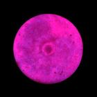 Краска акриловая люминесцентная (светящаяся в темноте), LUXART Lumi, 20 мл, розовый, небесно-голубое свечение (L10V20) - Фото 7
