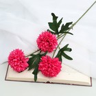 Цветы искусственные "Георгин шаровидный" 7х60 см, тёмно-розовый - фото 319790026