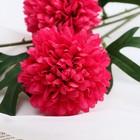 Цветы искусственные "Георгин шаровидный" 7х60 см, тёмно-розовый - фото 8494853