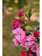 Цветы искусственные «Дельфиниум волнистый», 7.5×82 см, розовые - фото 57931345 Цветы искусственные «Дельфиниум волнистый», 7.5×82 см, розовые - фото 57931345