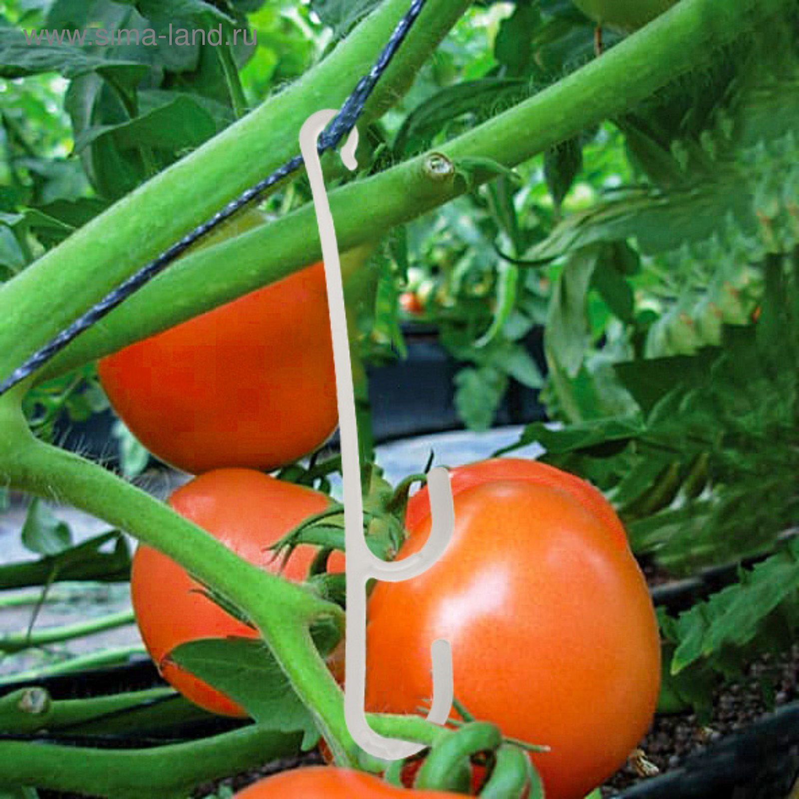 Подвязывать кисти томатов в теплице. Как подвязать кисти помидор. Как подвязать кисти помидор. Подвязка помидор в теплице. Подвязка высокорослых помидоров.