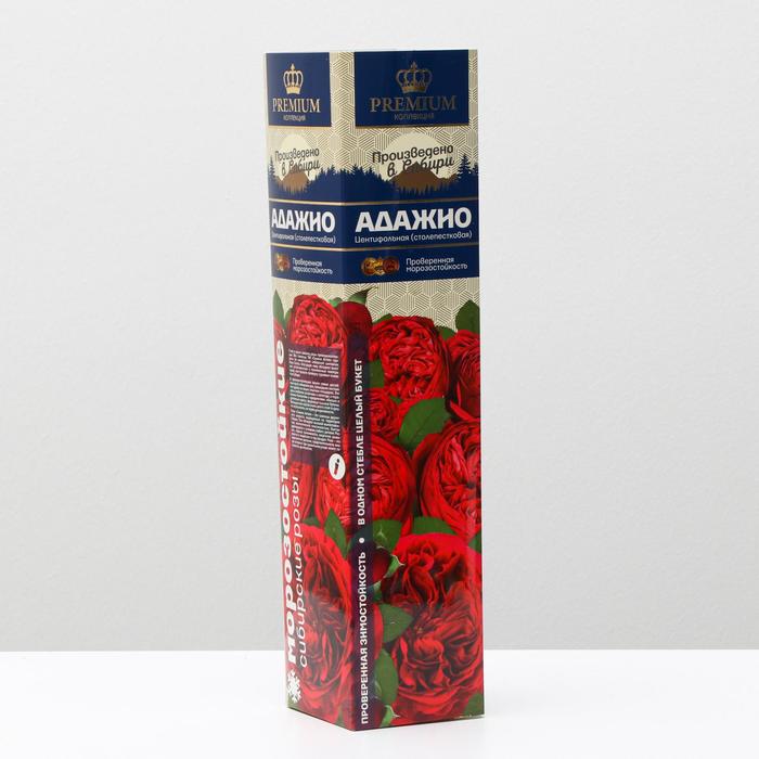 Саженец розы Адажио Серия "Премиум", 1 шт, Весна 2024 - Фото 1