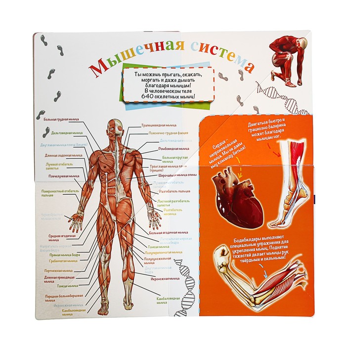 Знаток устройства организма. Книжка тело человека. Интерактивная книга люди на. Тело человека интерактивная книга. Тело человека книга для детей.