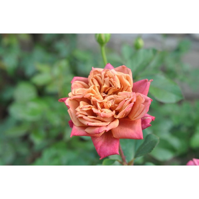 Саженец Роза 