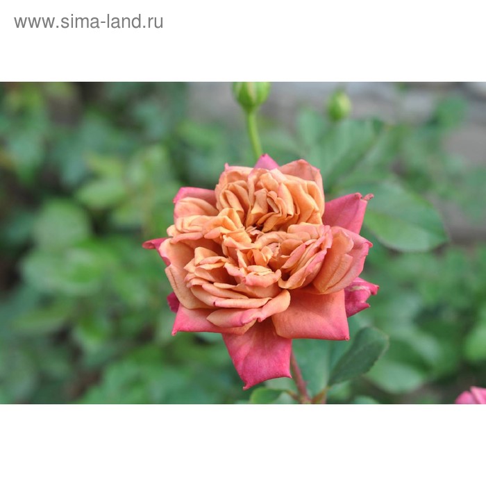 Саженец розы Ча Ча - Фото 1