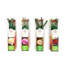 Саженец розы Ча Ча - Фото 2