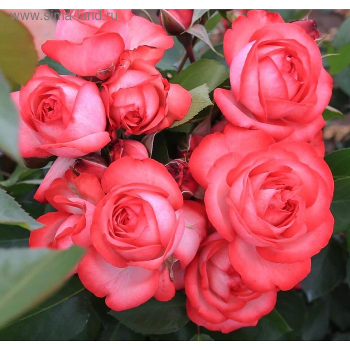 Саженец розы плетистая Антик в коробке ZP, 1 шт - Фото 1