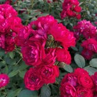 Саженец розы Фэйри Данс в коробке, ZP, 1 шт - Фото 1