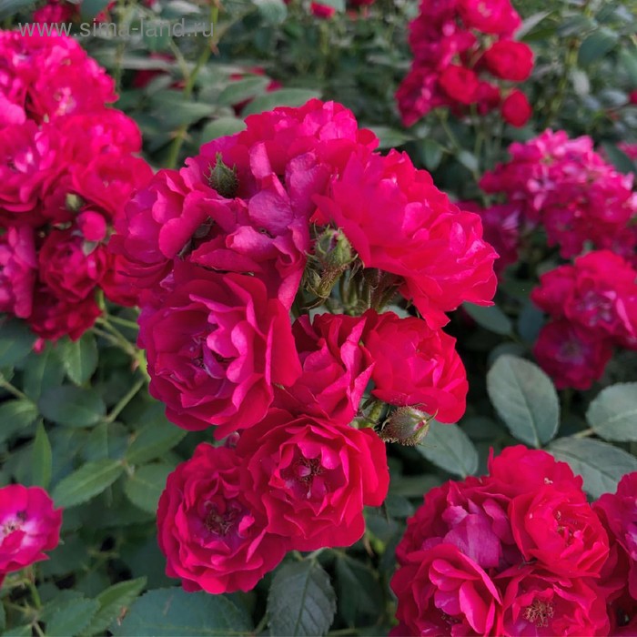 Саженец розы Фэйри Данс в коробке, ZP, 1 шт - Фото 1