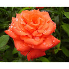 Саженец розы Анжелика коробке, ZP, 1 шт - Фото 1