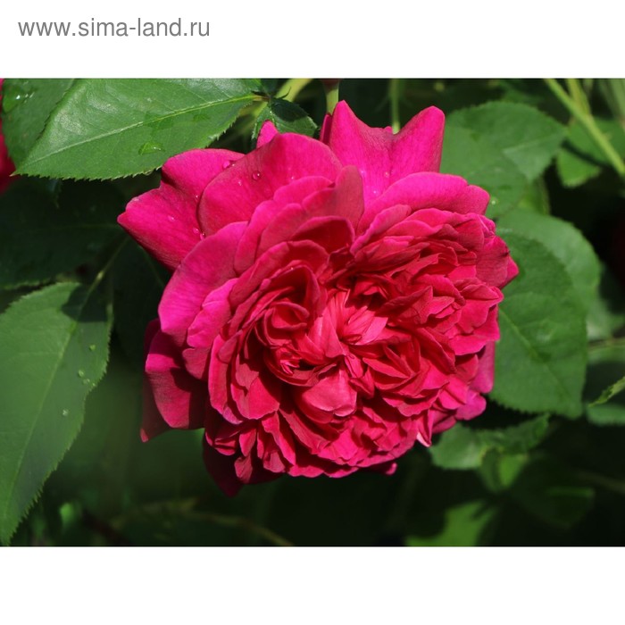Саженец розы Шекспир коробке, ZP, 1 шт - Фото 1