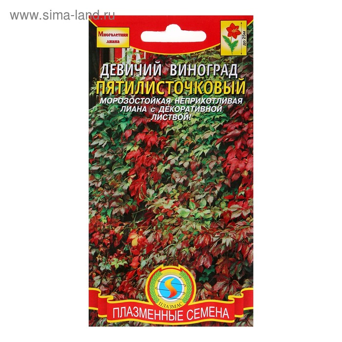 Как выглядят семена девичьего винограда фото Как выглядят семена девичьего винограда фото