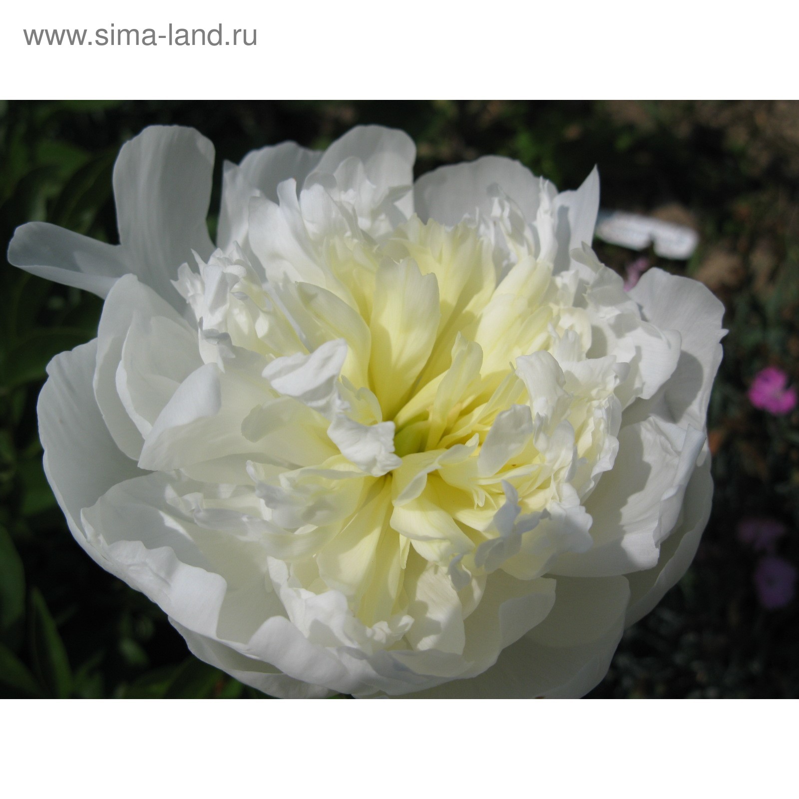 Пион Дюшес де Немур (Duchesse De Nemours) купить с доставкой в интернет-магазине