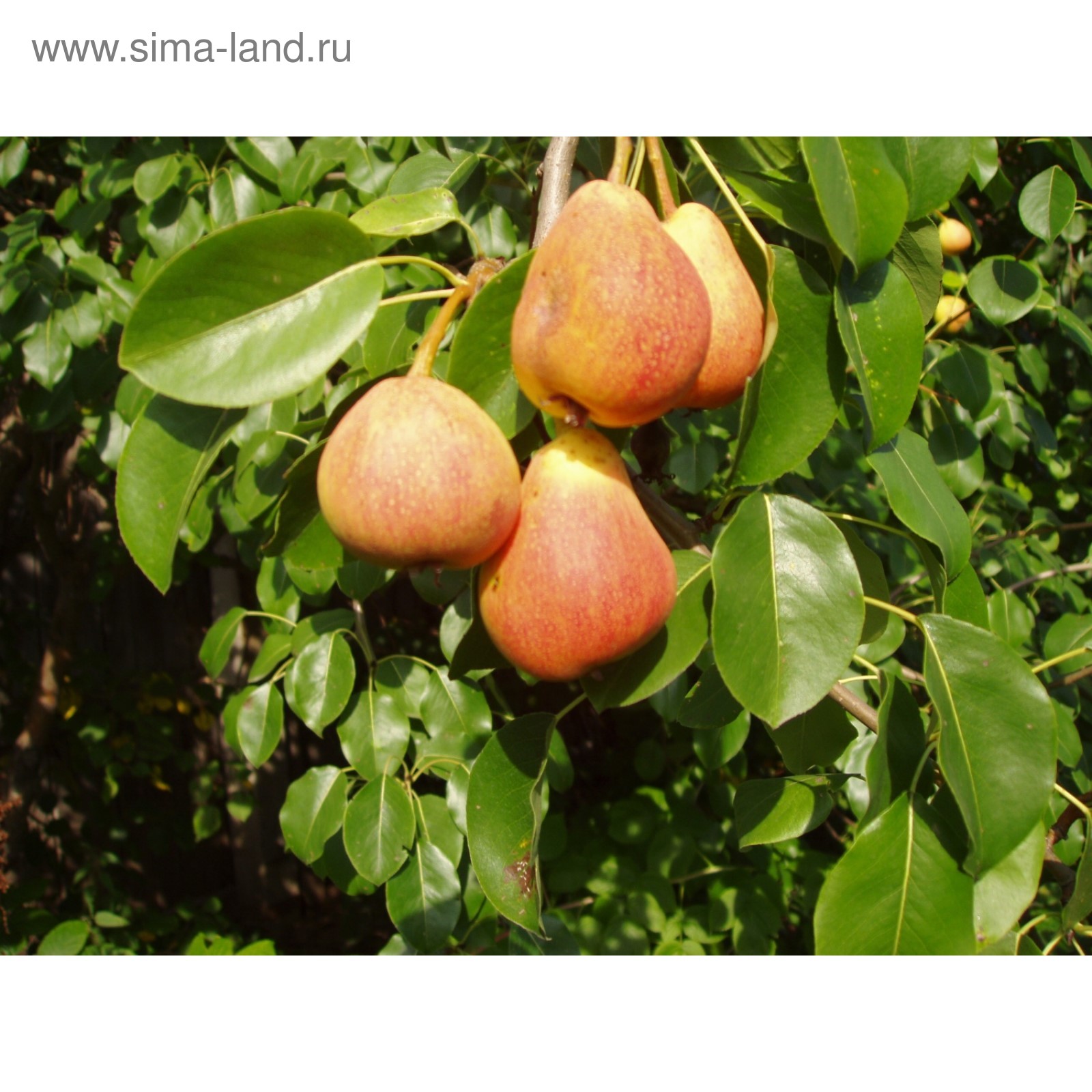 Груши сорта фото ленинградской области Груши сорта фото ленинградской области