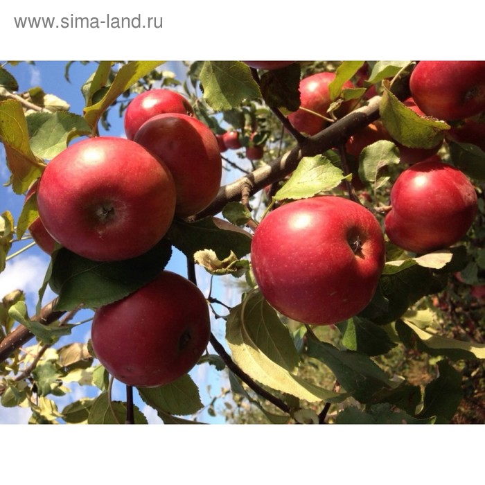 Белорусские сорта яблок с фото и описанием Белорусские сорта яблок с фото и описанием