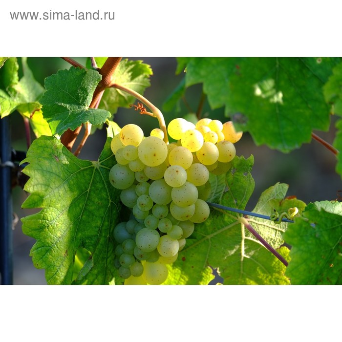 Виноград московский описание сорта фото Виноград московский описание сорта фото