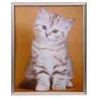 Картина "Котёнок" 43х53 см - фото 3190531
