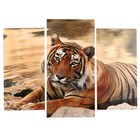 Модульная картина "Тигр у воды" (2-25х50, 30х60 см)  60х80 см - фото 8900806