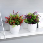 Бонсай в горшке "Куфея пышная" 10*20 см, микс - фото 24377105