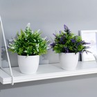 Бонсай в горшке "Куфея пышная" 10*20 см, микс - фото 24377106