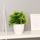 Бонсай в горшке "Куфея пышная" 10*20 см, микс - фото 24377107