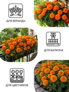 Семена цветов Бархатцы прямостоячие «Оранжевый принц», О, 0.1 г - Фото 3