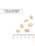 Семена Кабачок цукини «Цукеша», 2 г, «Сембат» - Фото 4