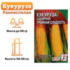 Семена Кукуруза сахарная «Тройная сладость», 5 г, «Сембат» - Фото 5