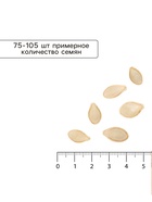 Семена Кабачок цуккини «Зебра», XXXL, «Сембат», 15 г  (артикул 4662760)  большой выбор товаров оптом и в розницу по низким ценам с доставкой