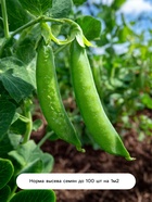 Семена Горох «Амброзия», 500 г, сахарный, «Сембат»  (артикул 4662844)  большой выбор товаров оптом и в розницу по низким ценам с доставкой