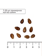 Семена Арбуз «Продюсер», 1 г, «Сембат» - Фото 4