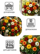 Семена цветов Георгина «Веселые ребята», однолетник, 0.1 г, «Сембат» - Фото 3