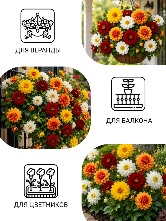 Семена цветов Георгина "Веселые ребята", О, 0,1 г - Фото 1