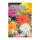 Семена цветов Георгина Кактусовидная смесь, О, 0,1 г - Фото 3