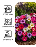 Семена цветов Петуния «Гибридная смесь», 0.05 г, однолетник, «Сембат» - Фото 3