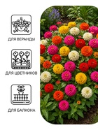 Семена цветов Цинния «Лилипут» смесь, 0.3 г, «Сембат» - Фото 1