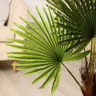 Дерево искусственное "Пальма" 70 см - фото 809114054
