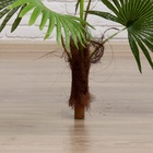 Дерево искусственное "Пальма" 70 см - фото 809114055