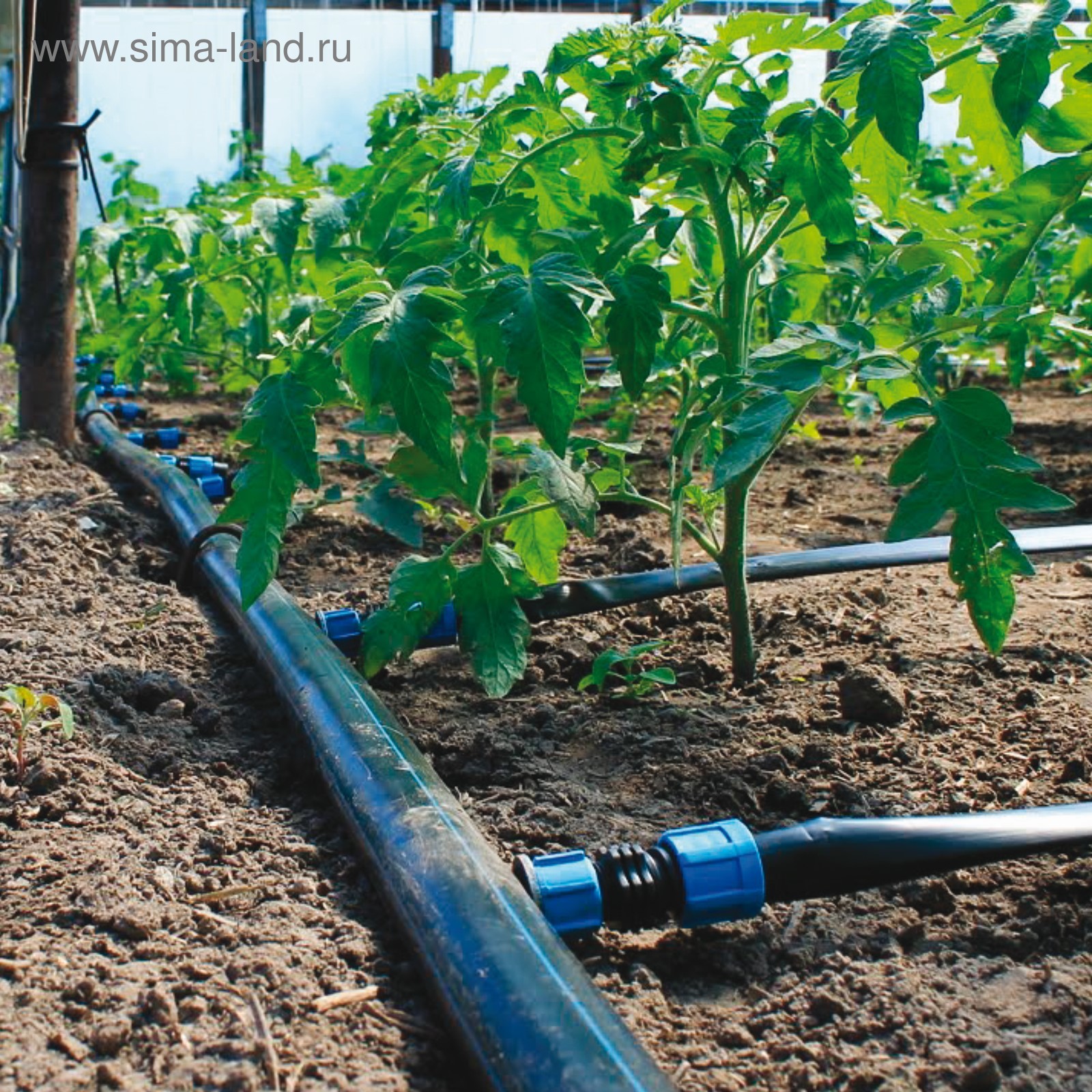 Ставить капельный полив. Капельное орошение в теплице. 22. Капельный полив труба пнд 20 с капельницами. Перистальтический капельный полив.