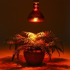 Лампа инфракрасная, 250 Вт, Е 27, 220В, длина волны 2500 нм, красная колба - фото 320422999
