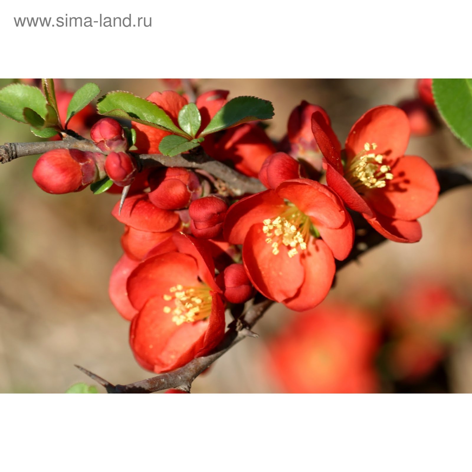 Саженцы айвы превосходной Николин купить в Москве, растения по цене от 490 руб.