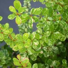 Саженец Барбарис (горшок р9) Старберст, 1 шт, Осень 2025 4761767