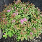 Саженец Спирея (горшок р9) Джангу, 1 шт, Осень 2025 4761759 - фото 8083266