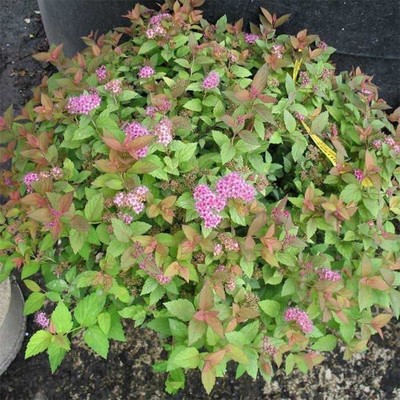 Саженец Спирея р9 Джангу 1 шт. Весна 2026