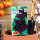 Семена цветов Петуния крупноцветковая «Пиковая дама», F1, Premium seeds - Фото 1