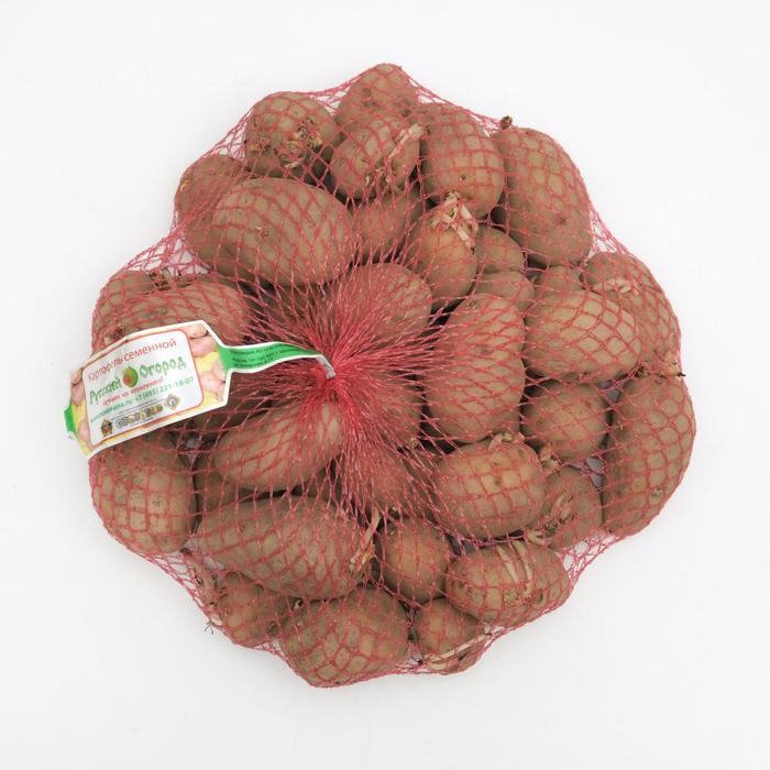 Семенной картофель "Крепыш" 2 кг Элита, р/р 28/55 - Фото 1