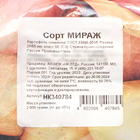 Семенной картофель "Мираж" 2 кг Супер Элита, р/р 28/55 - Фото 3