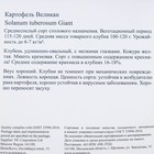 Семенной картофель "Великан", светло-желтая мякоть, разбор 28/55, среднеспелый, Весна 2026 - Фото 3
